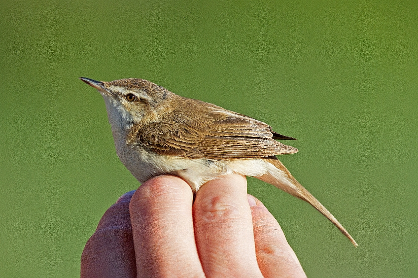 Paddyfield Warbler, Sundre 20130605